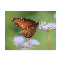 Hungarmonarch Butterfly