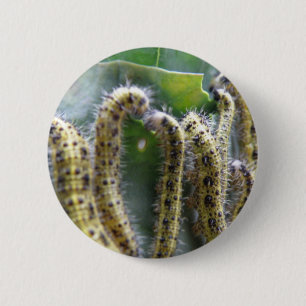 Hungerbügel Weiße Raupen Button