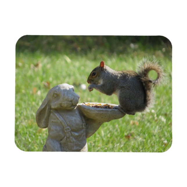 Hungereichhörnchen auf Kaninchenzuführung Magnet (Horizontal)