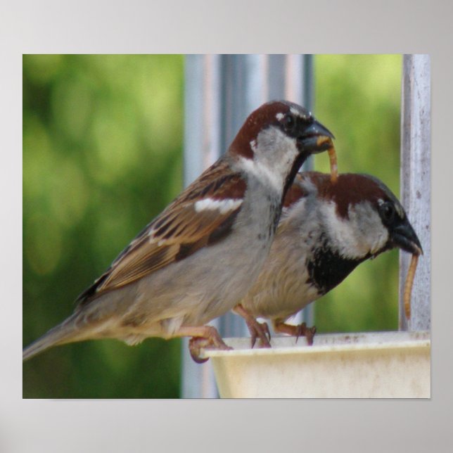 Hungerhaus Sparrows Print Poster (Vorne)