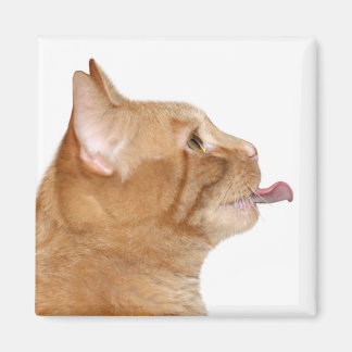 Hungerkatze Magnet