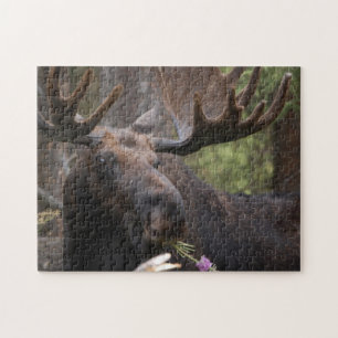 Hungrig, Hungermoose