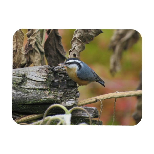 Hungrig Niedlich Nuthatch Magnet (Horizontal)