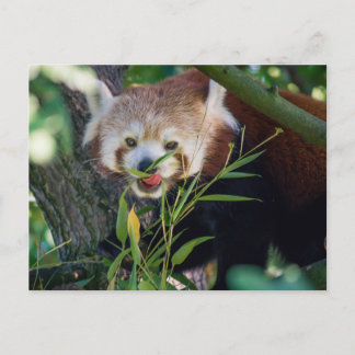 hungrig Red Panda Postkarte