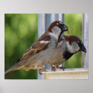 Hungrige Haussperlinge Druck Poster