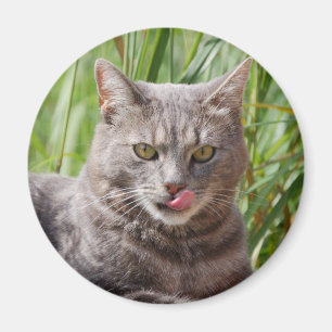 Hungriger Katzen-Magnet Magnet