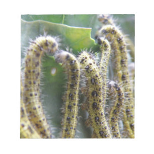 Hungriges Cabbage White Raupen Notepad Notizblock
