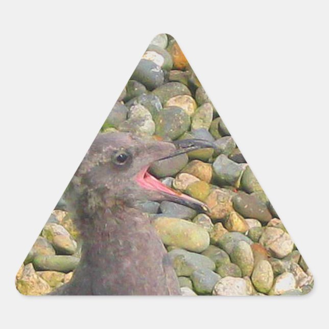 Hungry Baby Gull Sticker (Vorderseite)