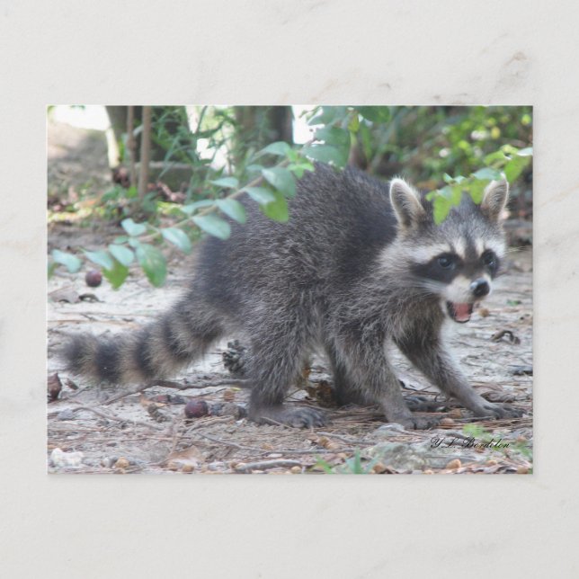 Hungry Baby Raccoon Postkarte (Vorderseite)
