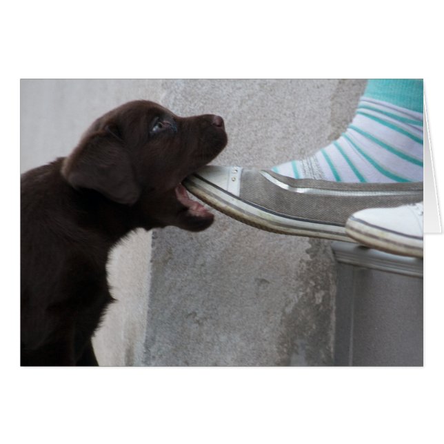 Hungry Brown Labrador Puppy (Vorderseite (Horizontal))