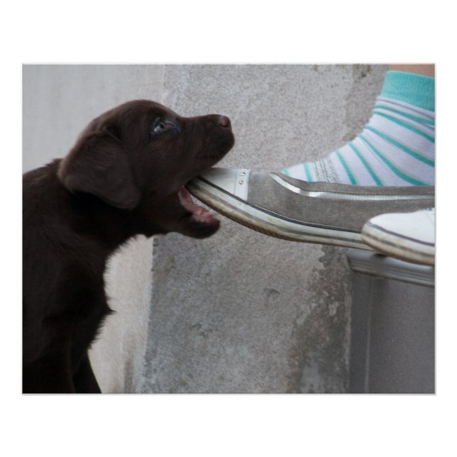 Hungry Brown Labrador Puppy Poster (Vorderseite)