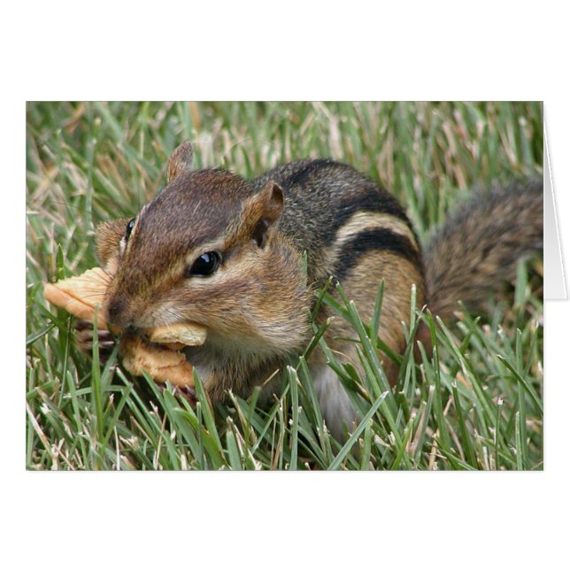 Hungry Chipmunk (Vorderseite (Horizontal))