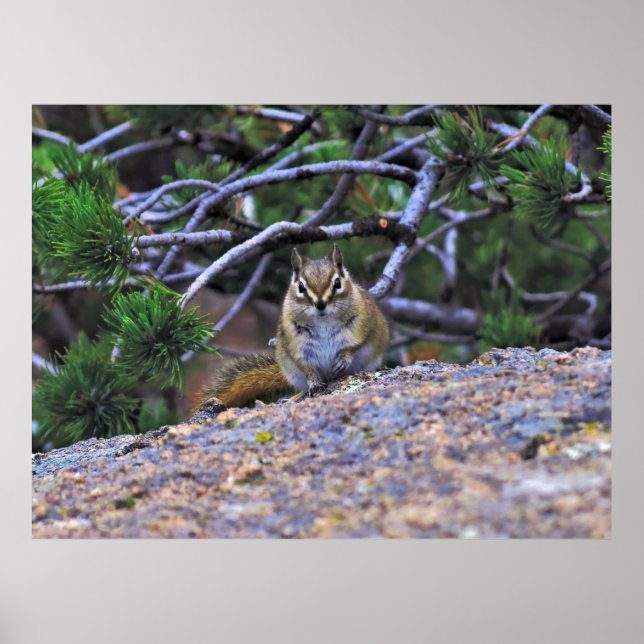 Hungry Chipmunk Poster (Vorne)