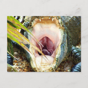 Hungry Gator Postkarte