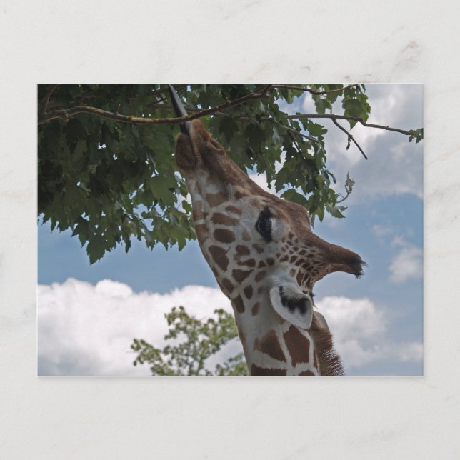 Hungry Giraffe Postkarte (Vorderseite)