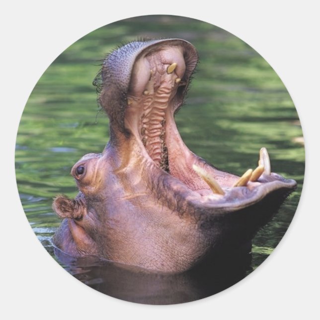 Hungry Hippo Runder Aufkleber (Vorderseite)
