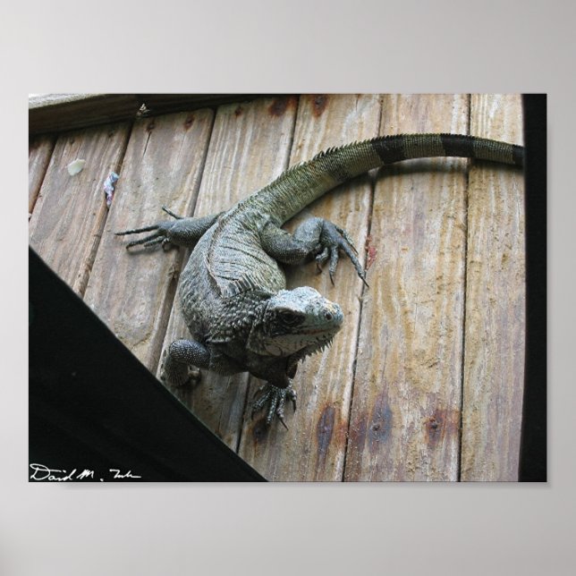Hungry Iguana (Säuberung) Poster (Vorne)