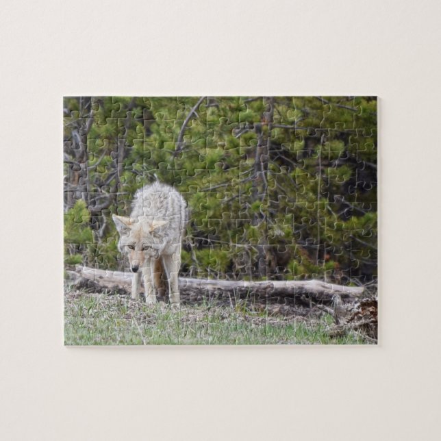 Hungry Like a Wolf - Yellowstone - 8x10 - 110 Stk. (Horizontal)