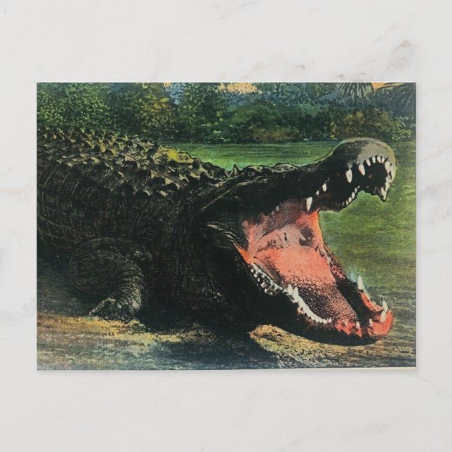 Hungry Man-eat Alligator Postcard Postkarte (Vorderseite)