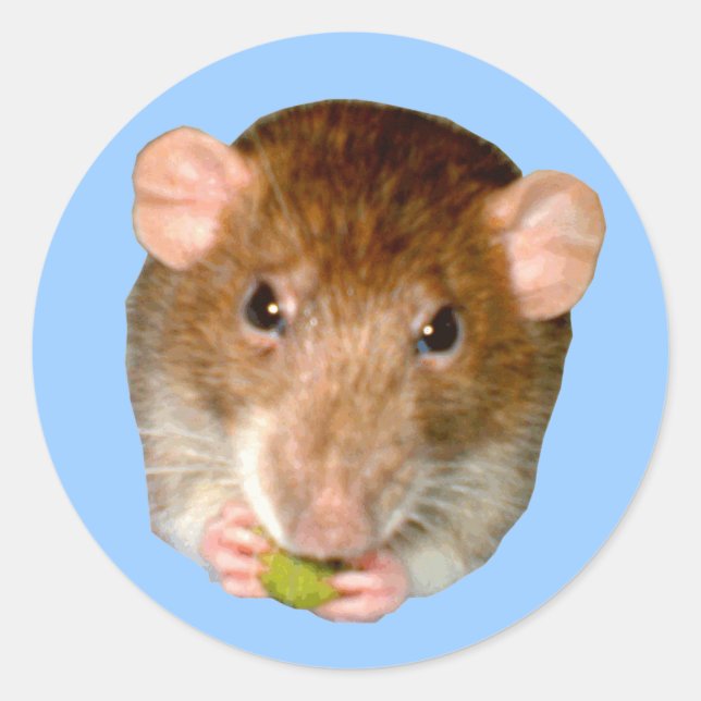 Hungry Rat Sticker (Vorderseite)