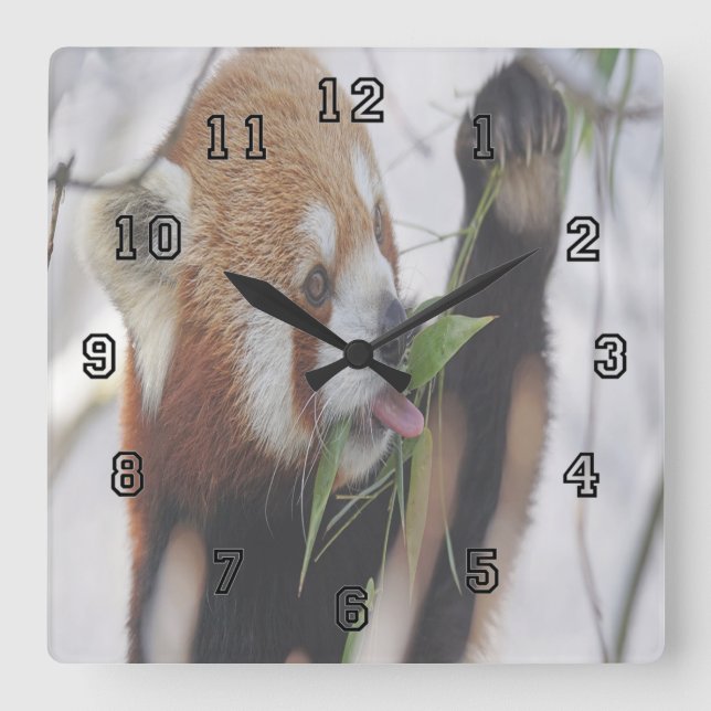 Hungry Red Panda Quadratische Wanduhr (Vorderseite)