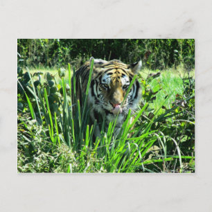 Hungry Tiger Postkarte