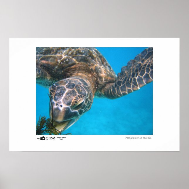 Hungry Turtle - Foto des Jahres Gewinner Poster (Vorne)