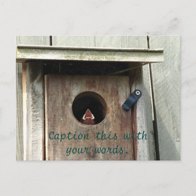 Hungy Baby Bird Sparrow Foto Postkarten (Vorderseite)