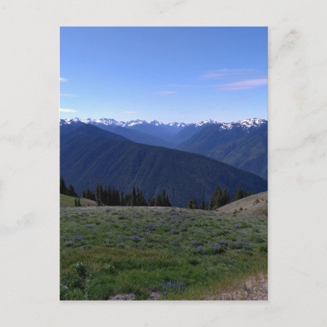 Hurrikan Ridge - Olympischer Nationalpark Postcard Postkarte (Vorderseite)