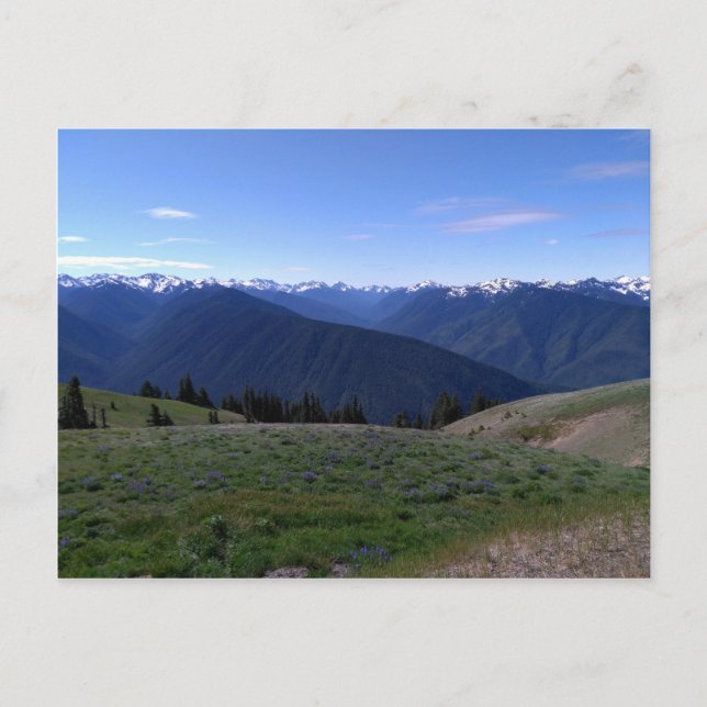 Hurrikan Ridge - Olympischer Nationalpark - Postka Postkarte (Vorderseite)