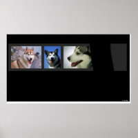 Huskies drucken