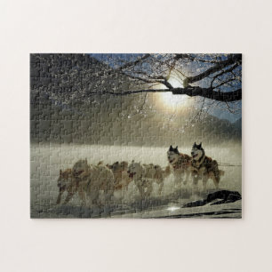 Huskies im Schnee