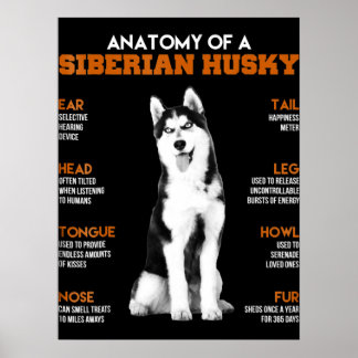 Husky | Anatomie sibirischer Hunde Poster