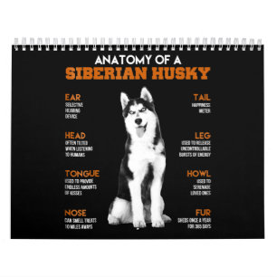 Husky  Anatomie von sibirischen Husky - Hunden Kalender