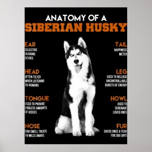 Husky Anatomie von sibirischen Husky - Hunden Poster