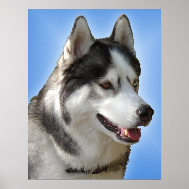 Husky Art Print Sled Dog Art Poster Husky Geschenk (Vorne)