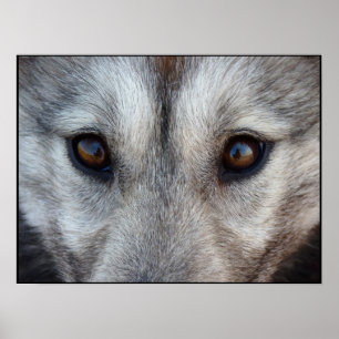Husky Art Print Sled Dog Art Poster Wolf Pup Gesch