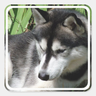 Husky-Aufkleber Quadratischer Aufkleber