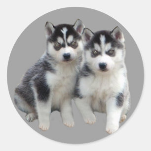Husky-Aufkleber Runder Aufkleber