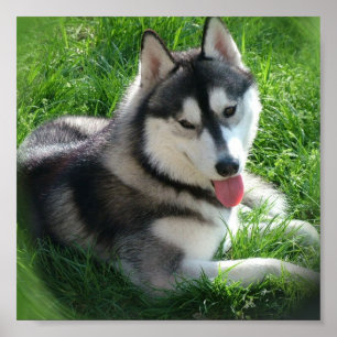 Husky Canvas Print Poster