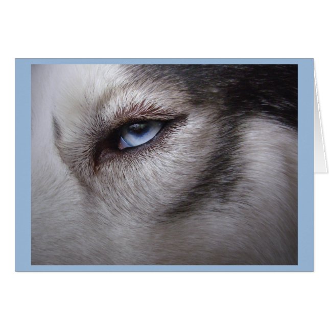 Husky Card Blank Sled Dog Husky Card (Vorderseite (Horizontal))