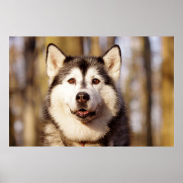 Husky Dog Beautiful Art Print Poster
