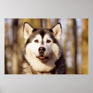 Husky Dog Beautiful Art Print Poster