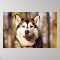 Husky Dog Belle impression d'art