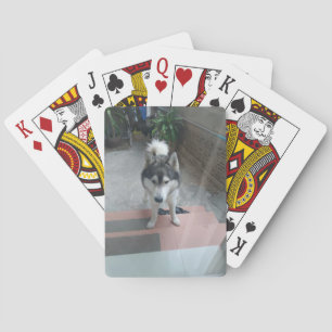 Husky Dog Classic Spielkarten