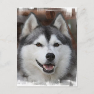 Husky Dog Postcard Postkarte