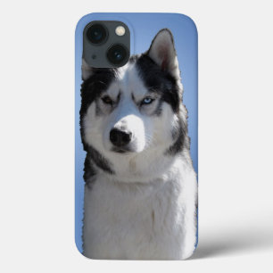 Husky Galaxy S3 Hülle Schlittenhund Husky Hülle