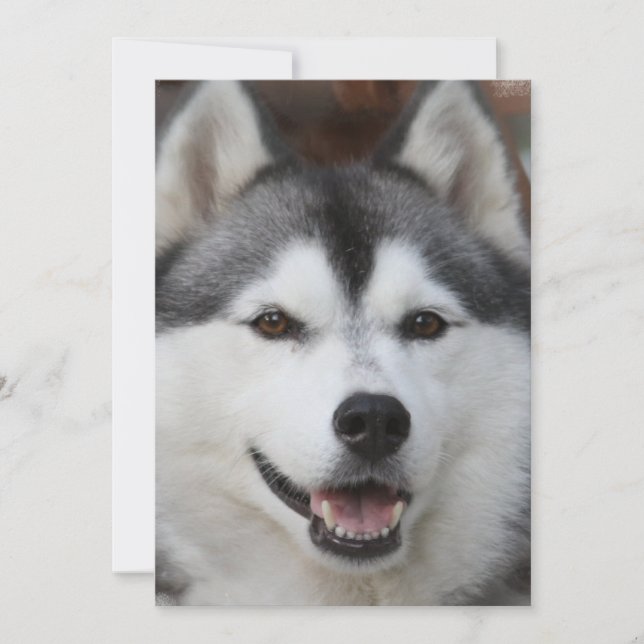 Husky Hund Einladung (Vorderseite)