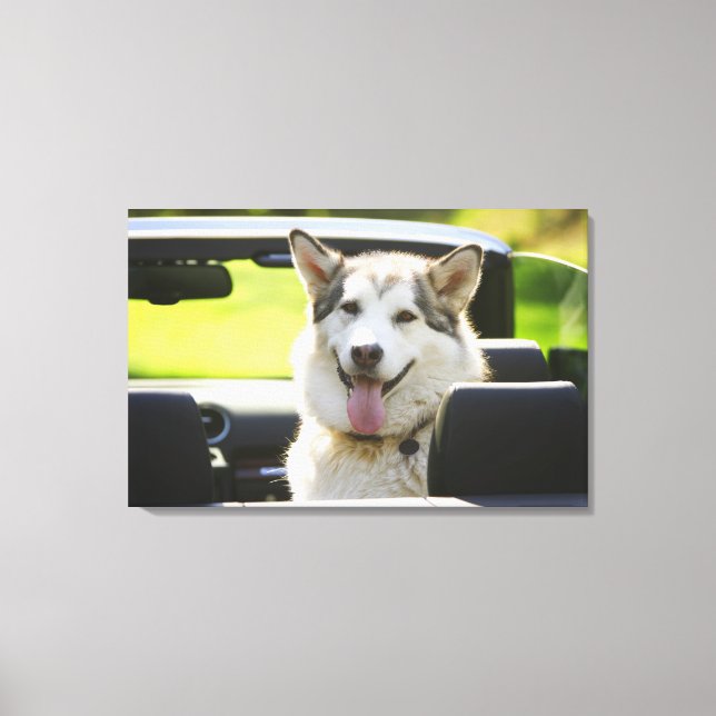 Husky-Hund Leinwanddruck (Vorderseite)