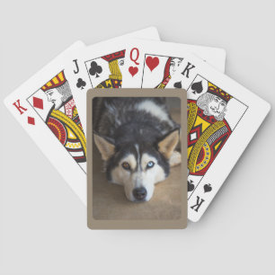 Husky Hund mit blauem und braunem Auge Spielkarten